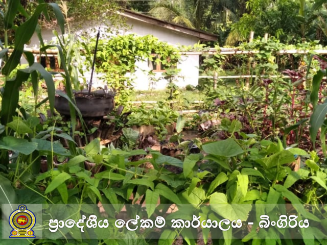 அலுவலக தோட்டம்